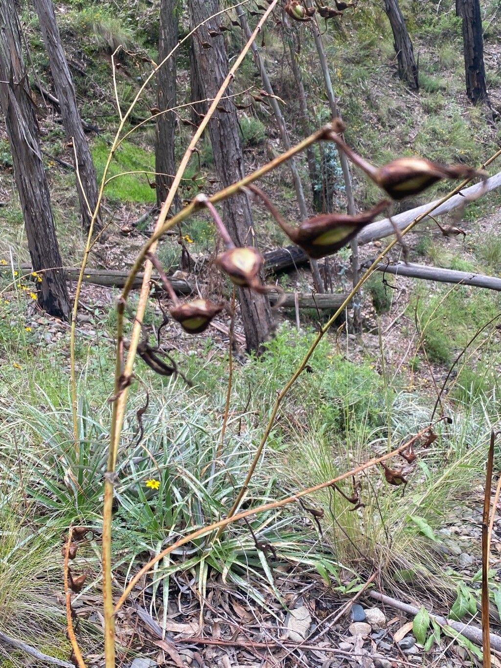 Puya cochabambensis — search result for 'Puya'