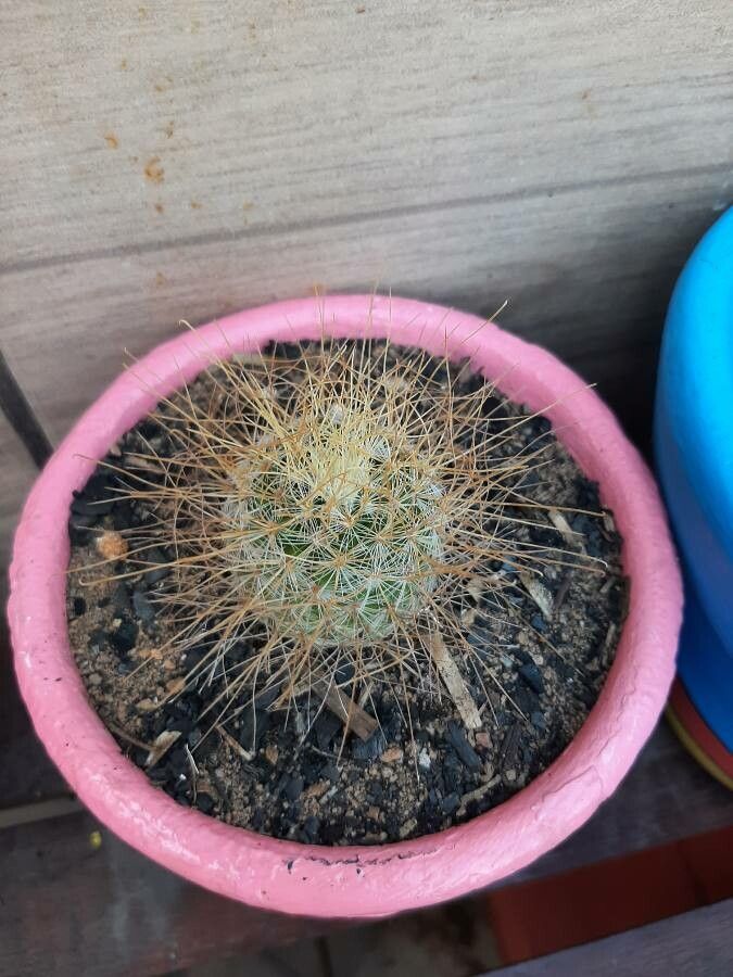 Mammillaria rekoi bark