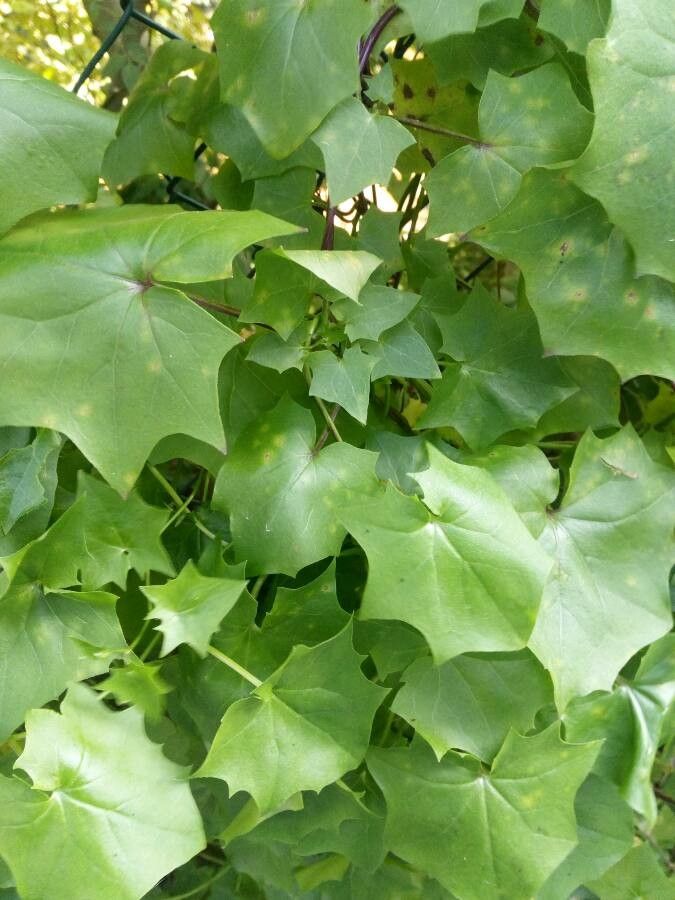 Delairea odorata leaf