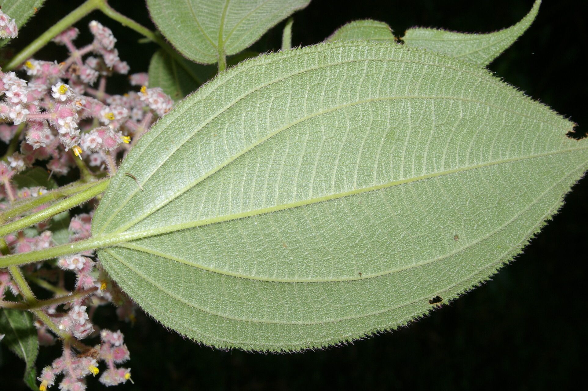 Miconia costaricensis leaf