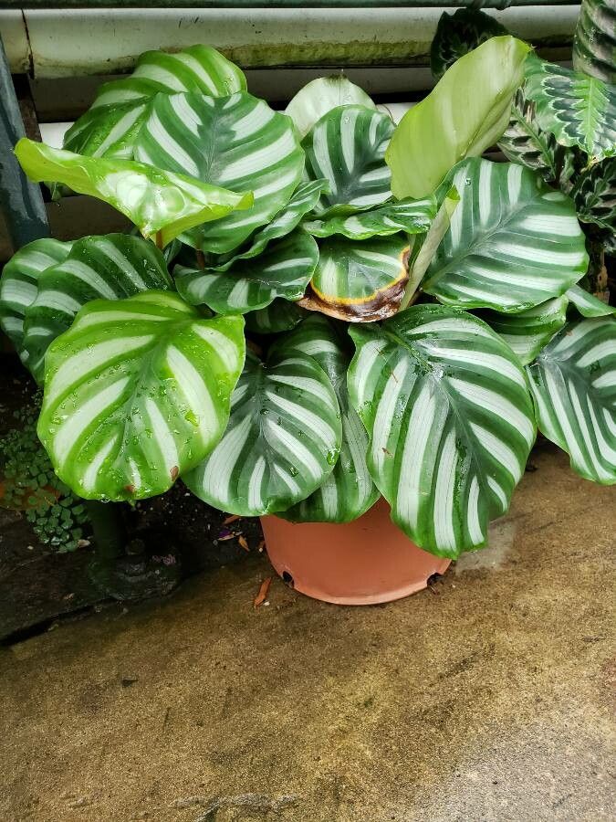 Calathea fasciata habit