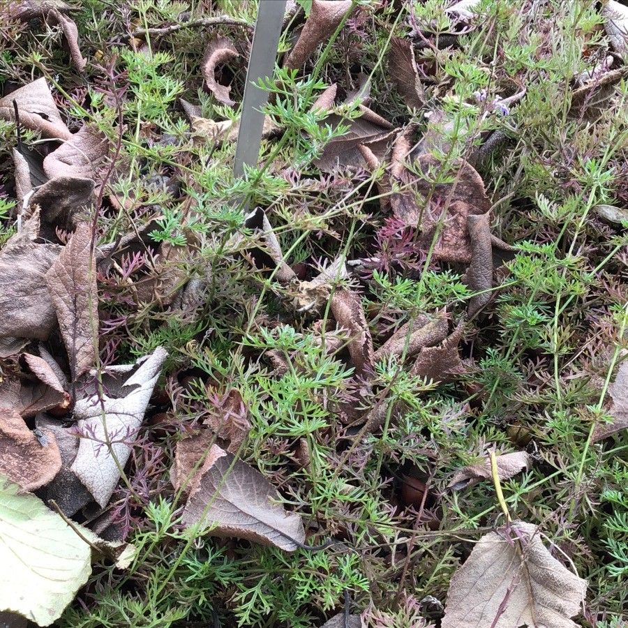 Glandularia aristigera habit