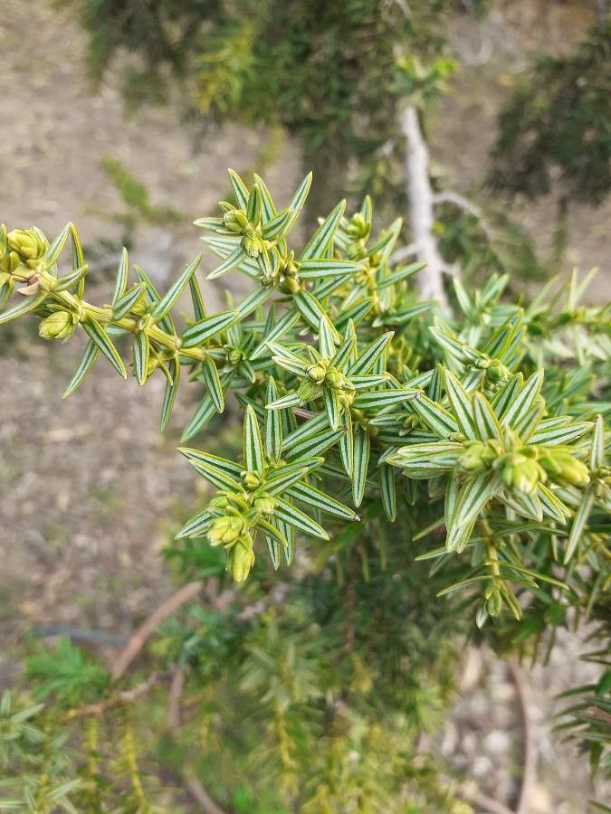 Juniperus drupacea
