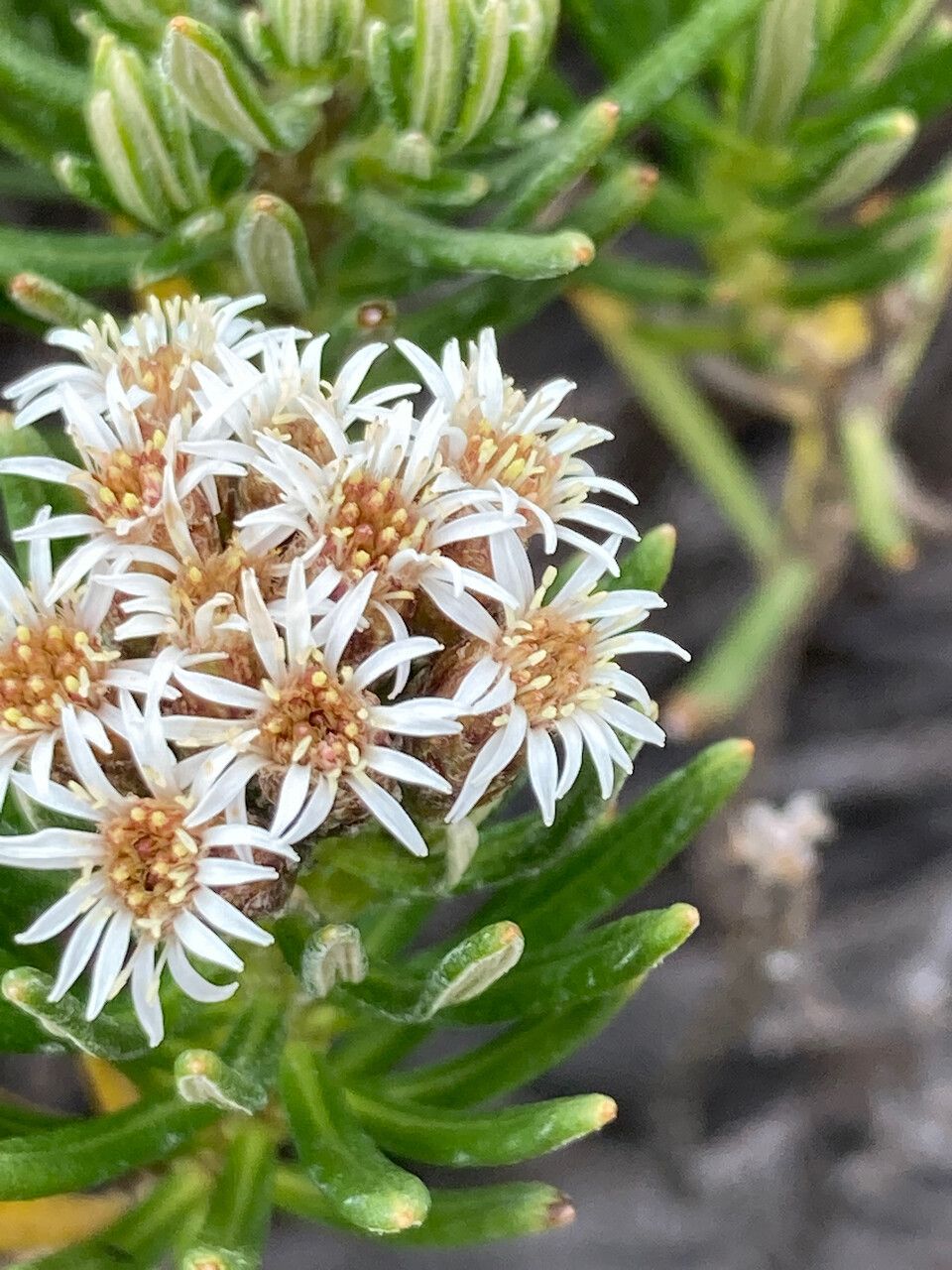 Diplostephium glutinosum flower
