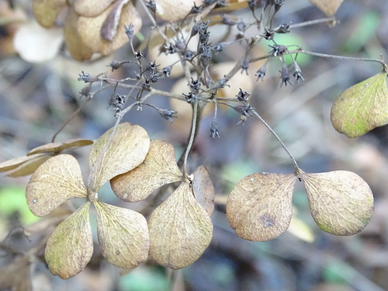 Hydrangea serrata fruit