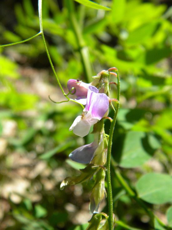 Lathyrus glandulosus flower