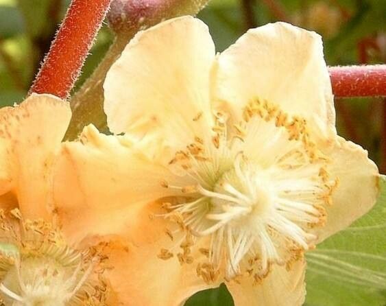 Actinidia chinensis flower