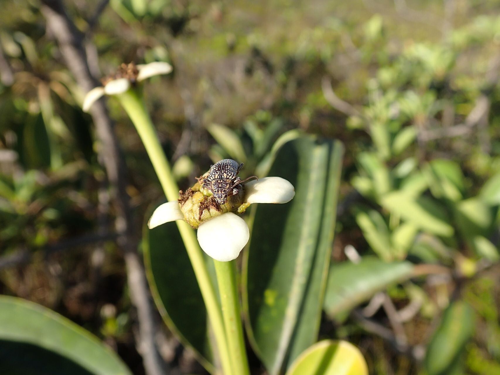 Neoguillauminia cleopatra fruit