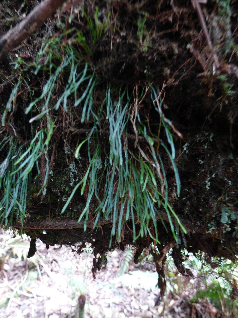 Haplopteris graminea — related species from the same genus