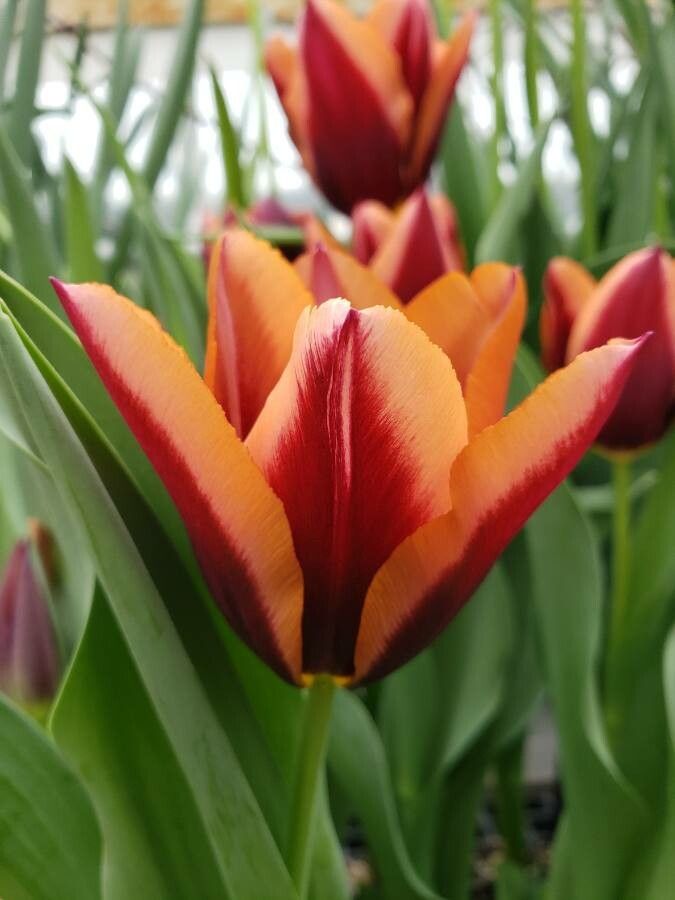 Tulipa spp. flower
