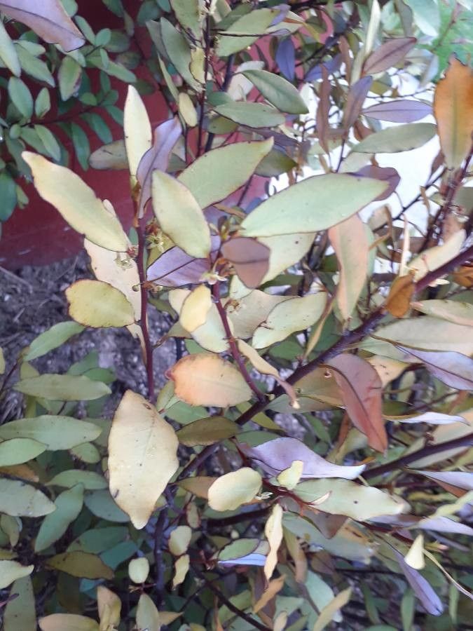 Pseudowintera colorata leaf