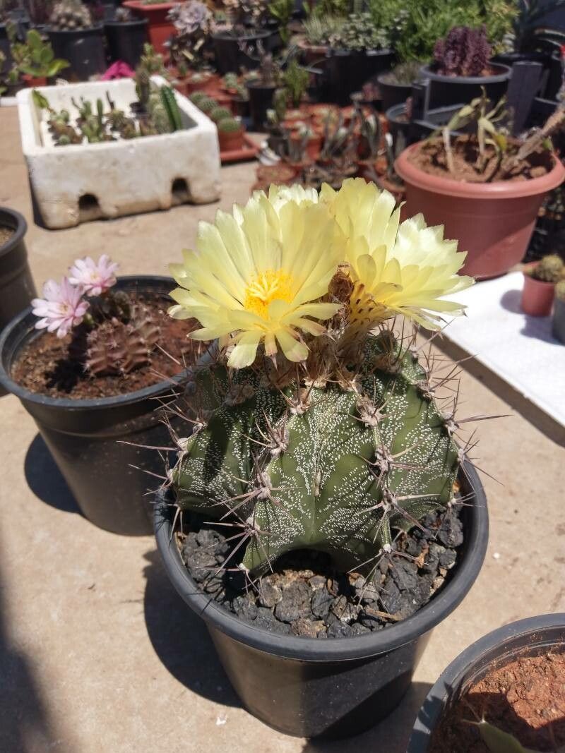 Astrophytum ornatum flower