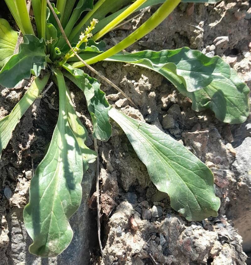 Valeriana ruizlealii — search result for 'Valeriana'