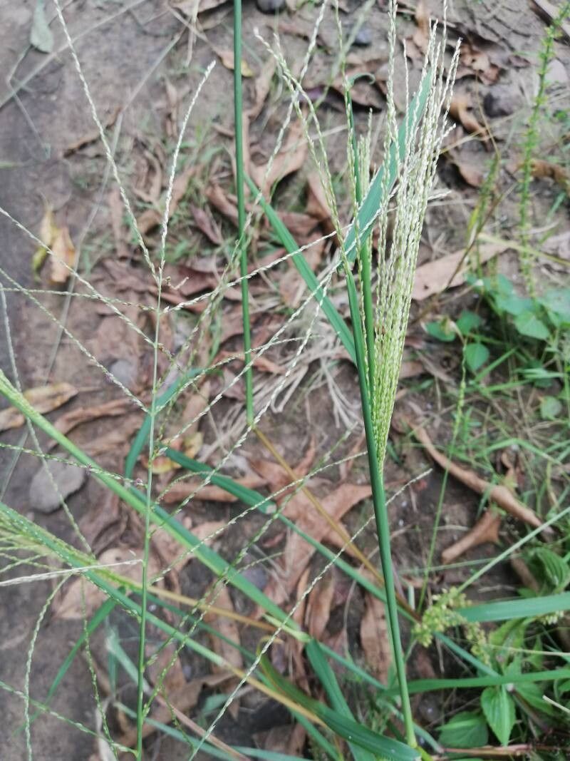 Digitaria horizontalis fruit