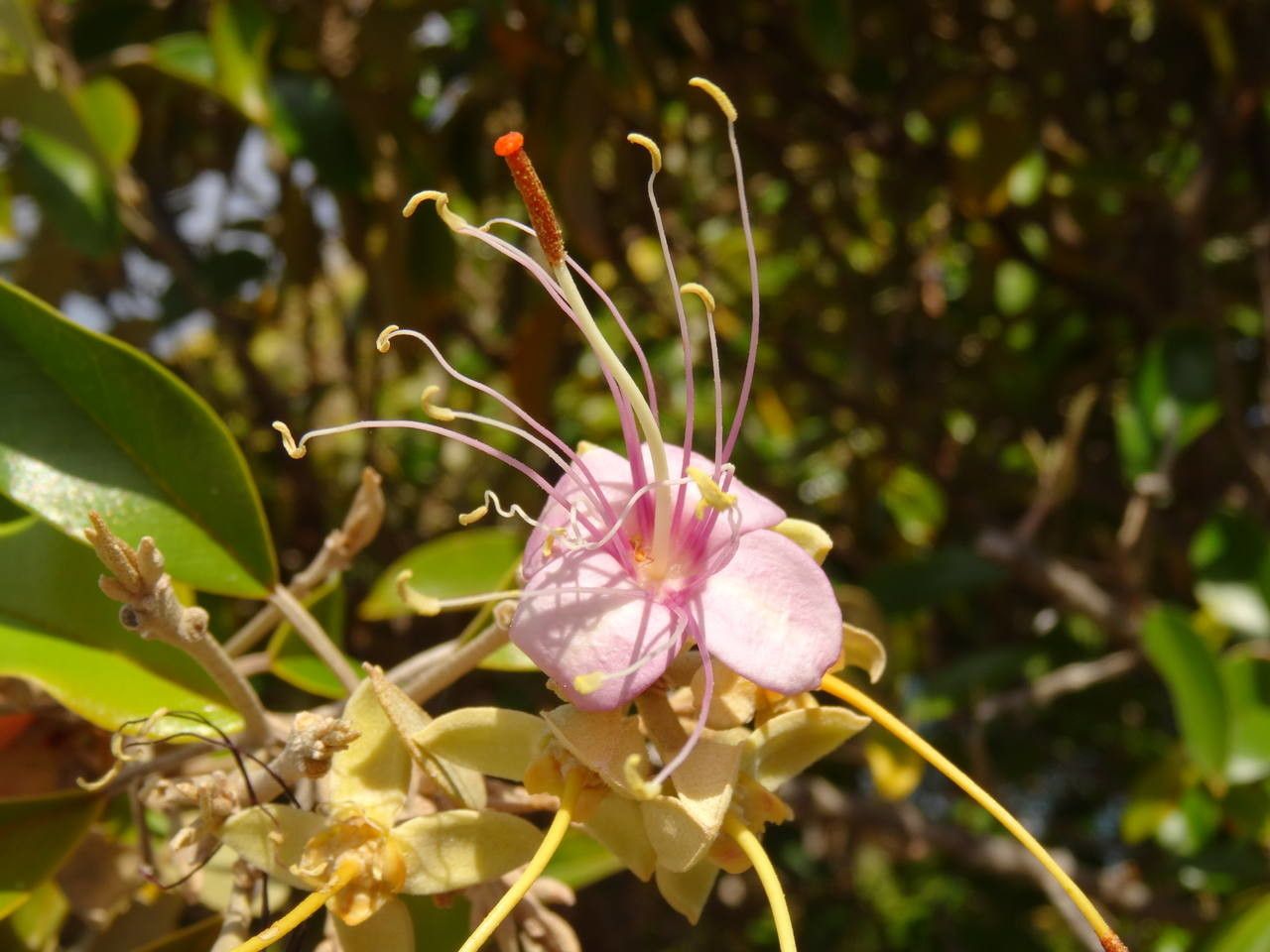 Quadrella cynophallophora flower