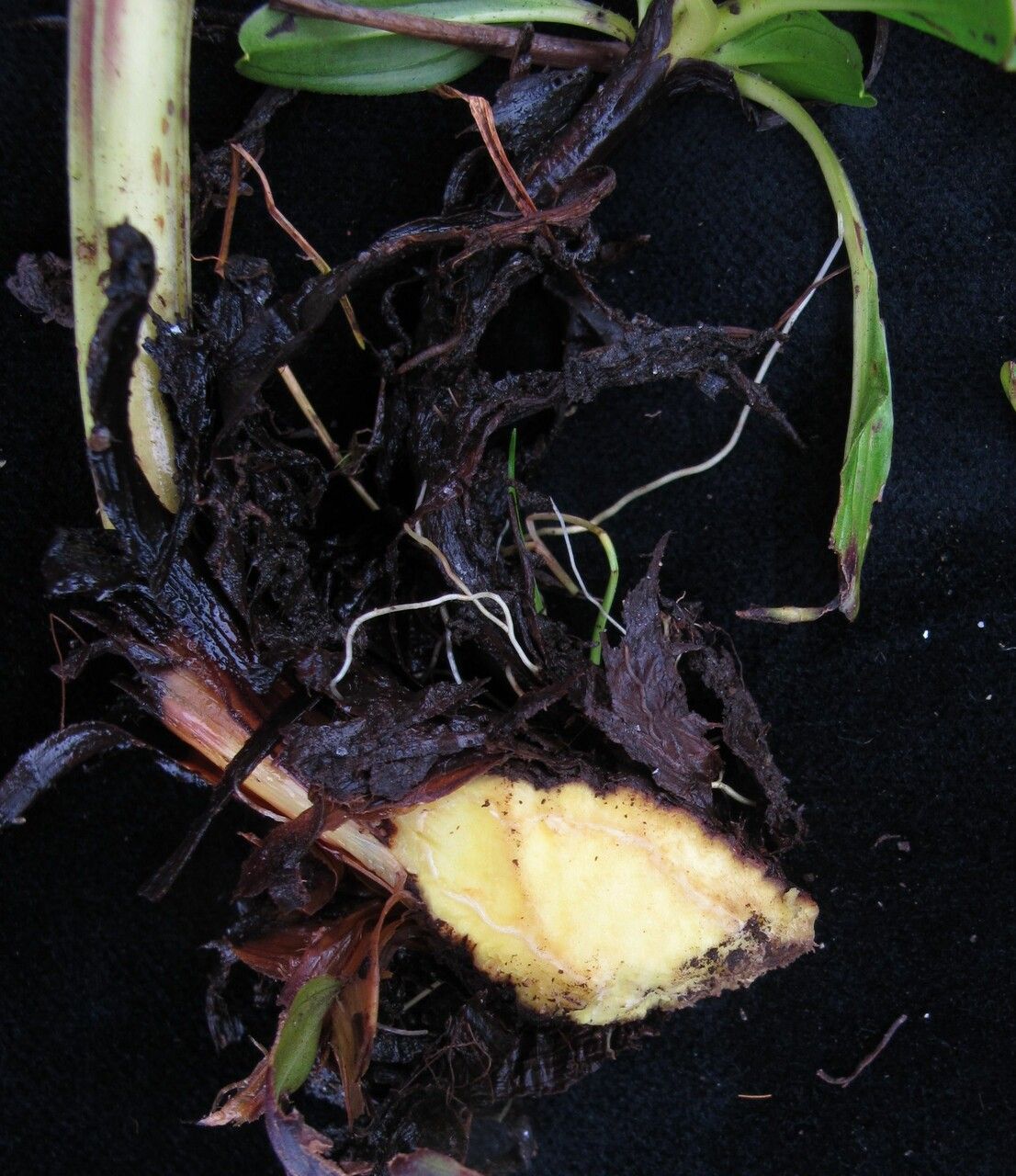 Swertia hookeri habit