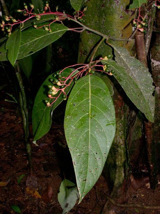 Cinnamomum chavarrianum leaf