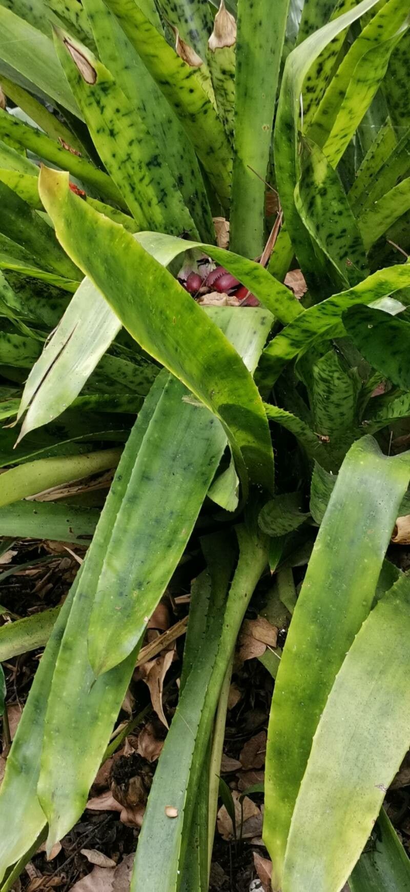 Canistrum giganteum — related species from the same genus