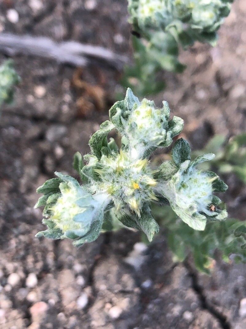Filago pyramidata flower