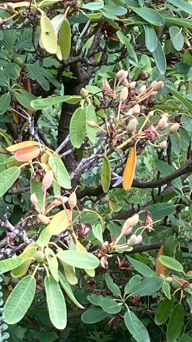 Hypericum grandifolium — search result for 'Hypericum'