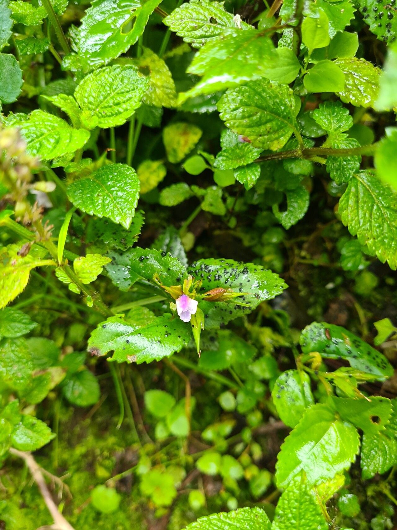 Vandellia subracemosa — related species from the same genus