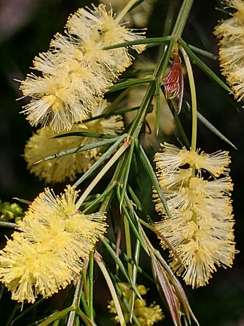 Acacia olgana flower