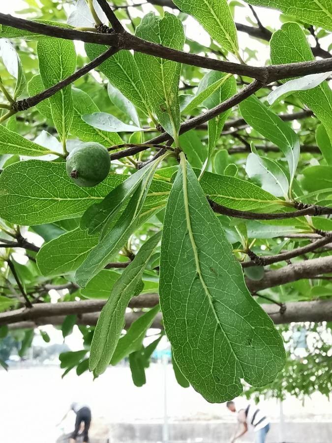 Terminalia mantaly fruit