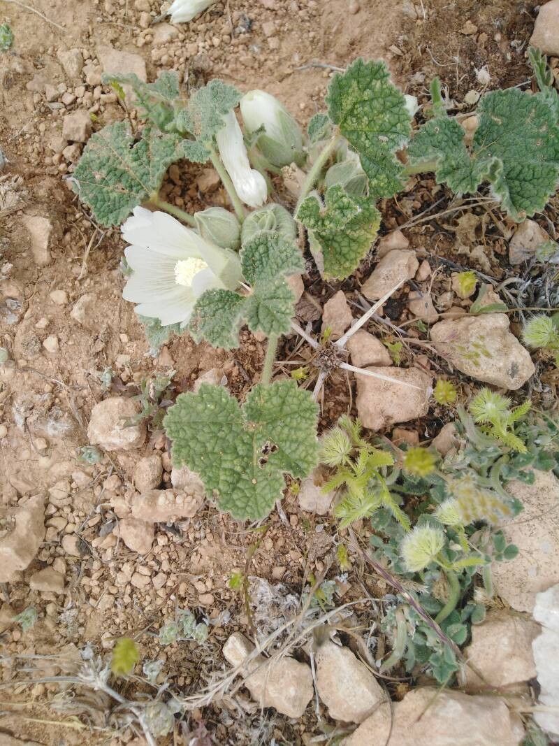 Alcea acaulis habit