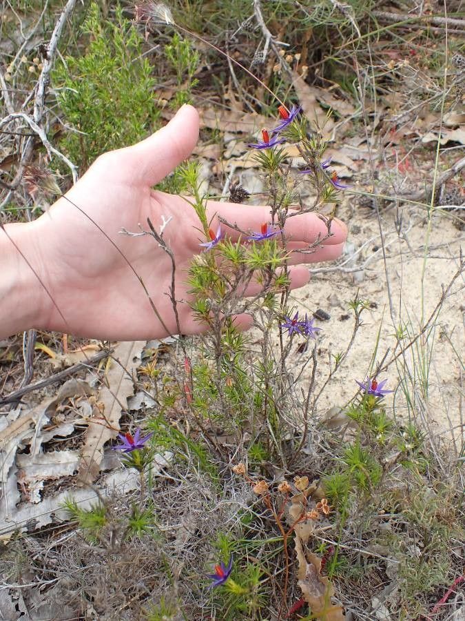 Calectasia narragara leaf