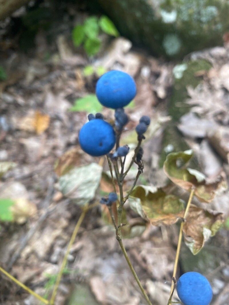 Caulophyllum thalictroides fruit