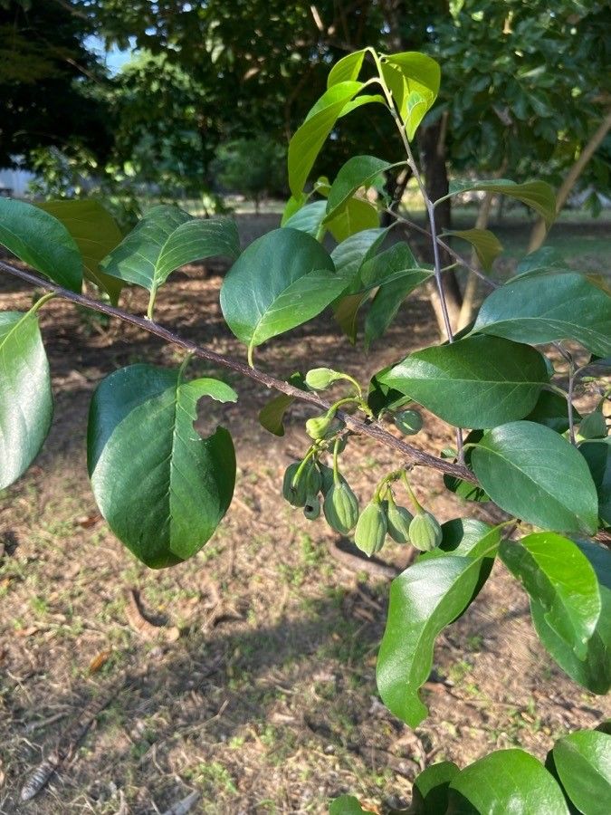 Turraea nilotica — houseplant care guide