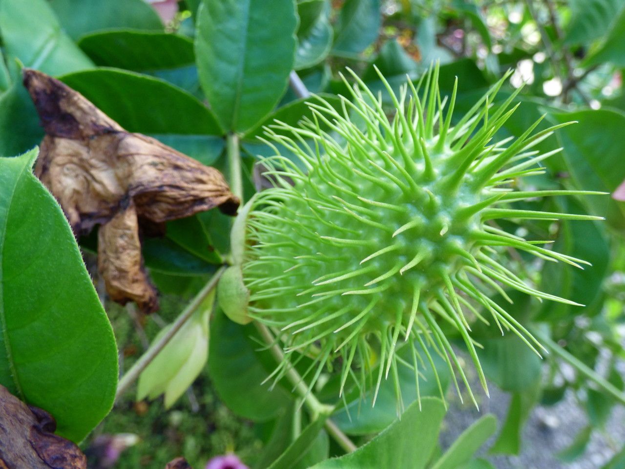 Allamanda violacea fruit