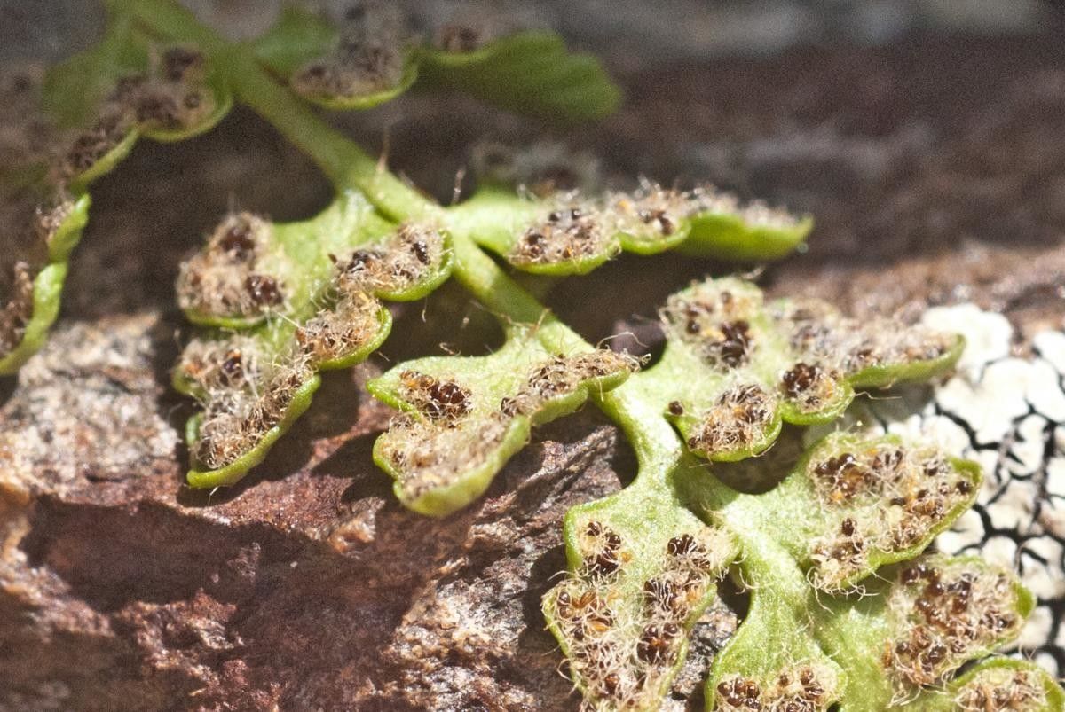Woodsia alpina fruit
