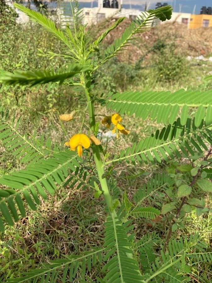 Sesbania herbacea flower