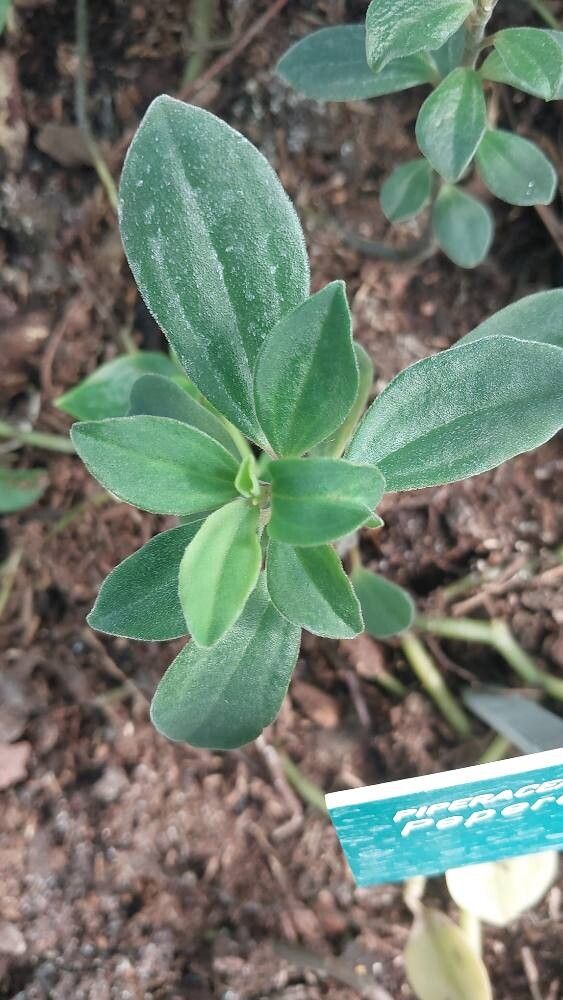 Peperomia trinervula — search result for 'Hoya'