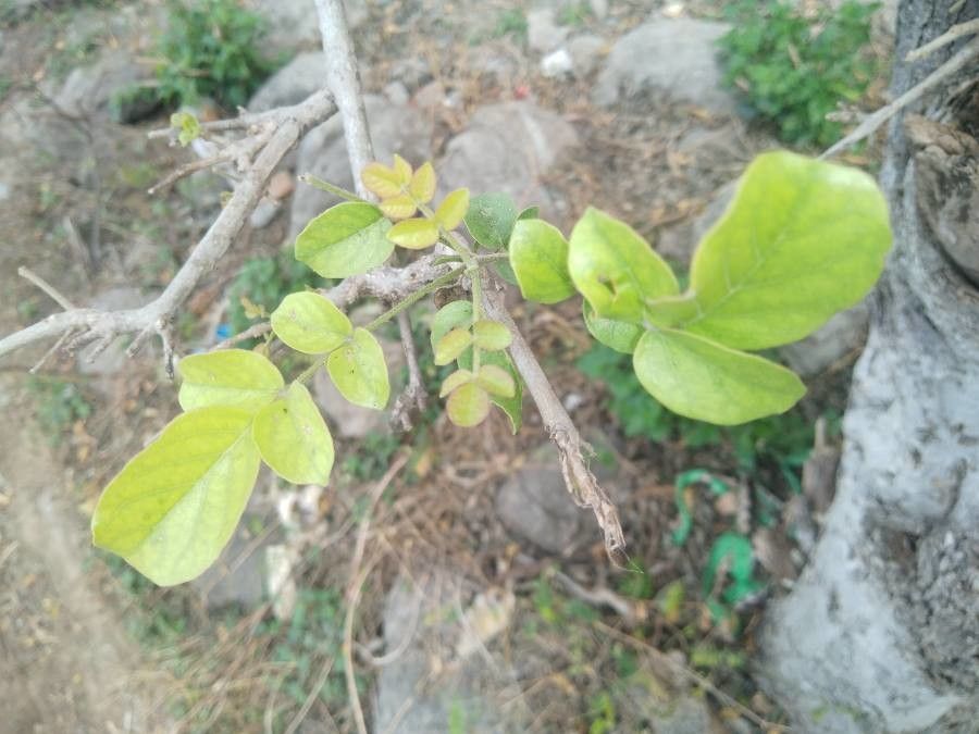 Dolichandrone falcata leaf