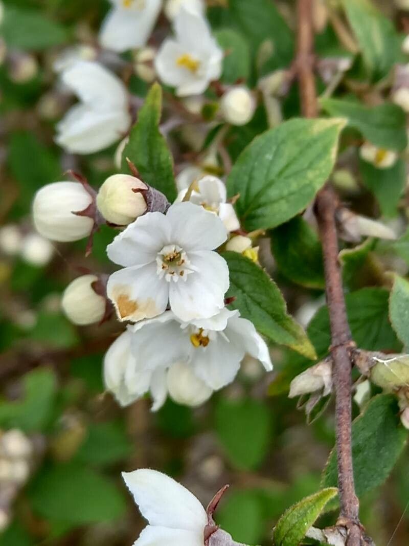 Deutzia compacta flower