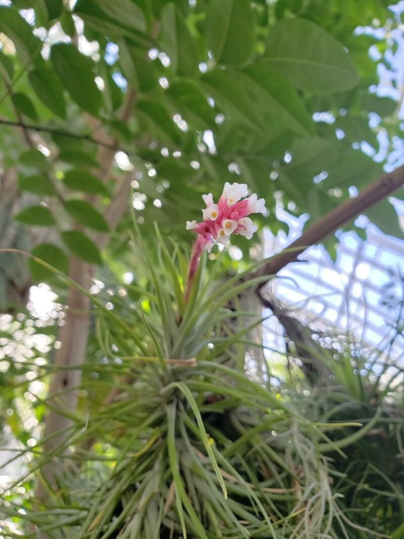 Tillandsia stricta flower