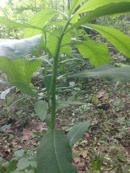 Verbesina walteri habit