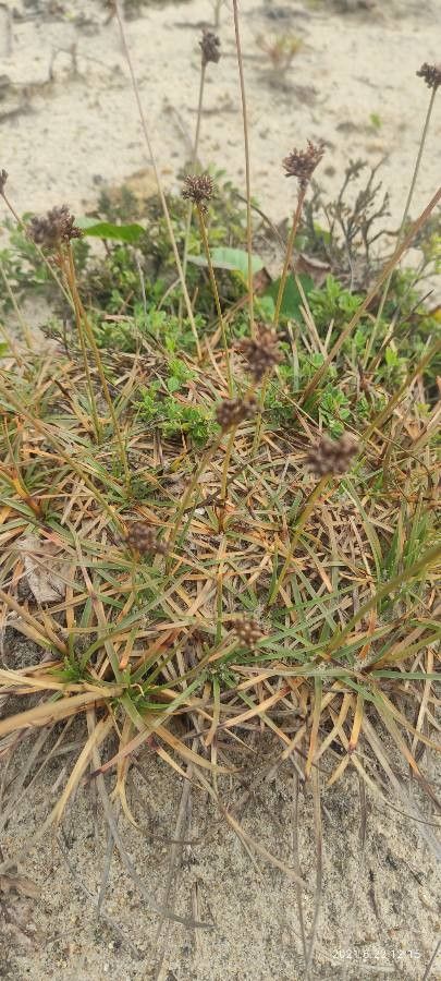 Luzula congesta — houseplant care guide