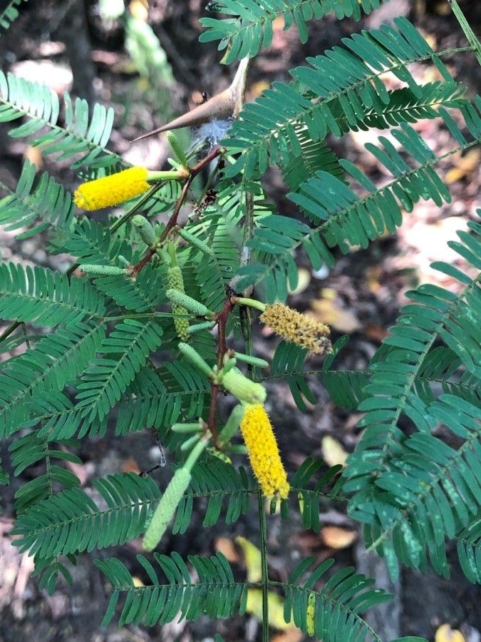 Vachellia collinsii flower