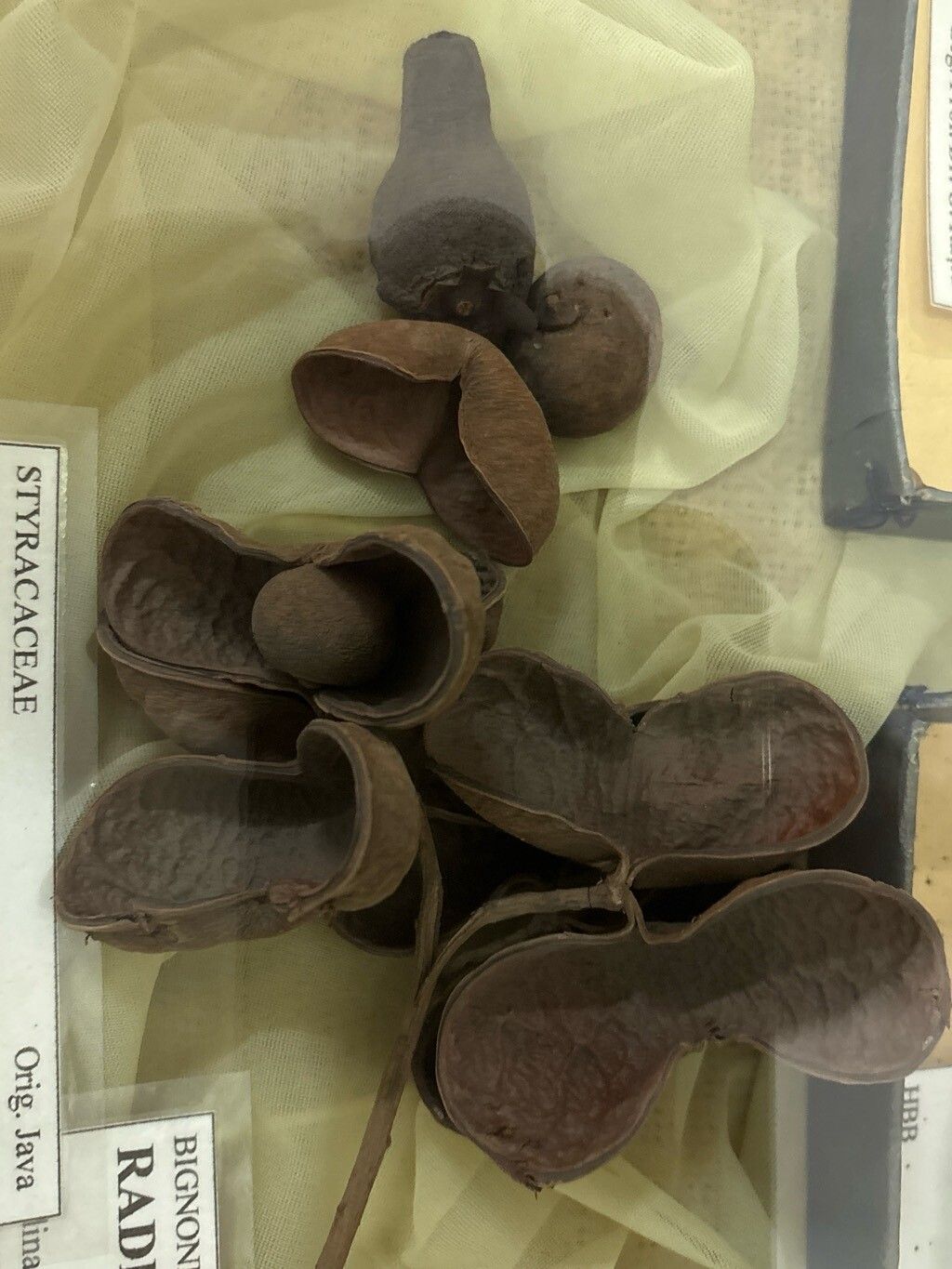 Styrax benzoin fruit