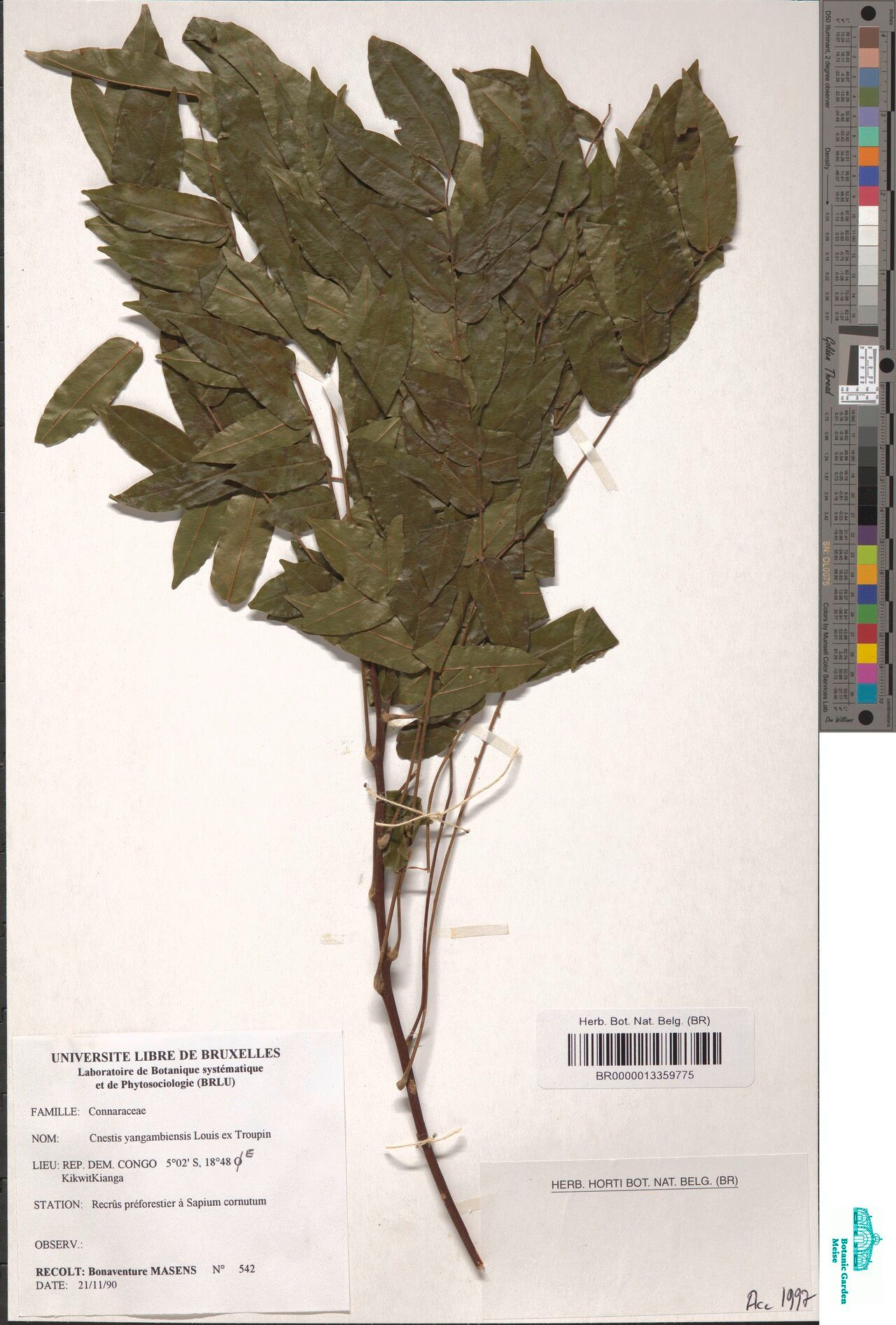 Cnestis yangambiensis — houseplant care guide