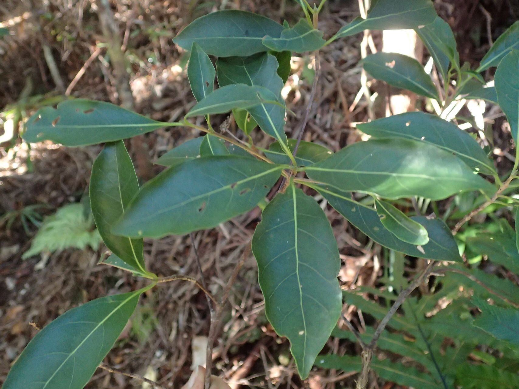 Guettarda baladensis — related species from the same genus