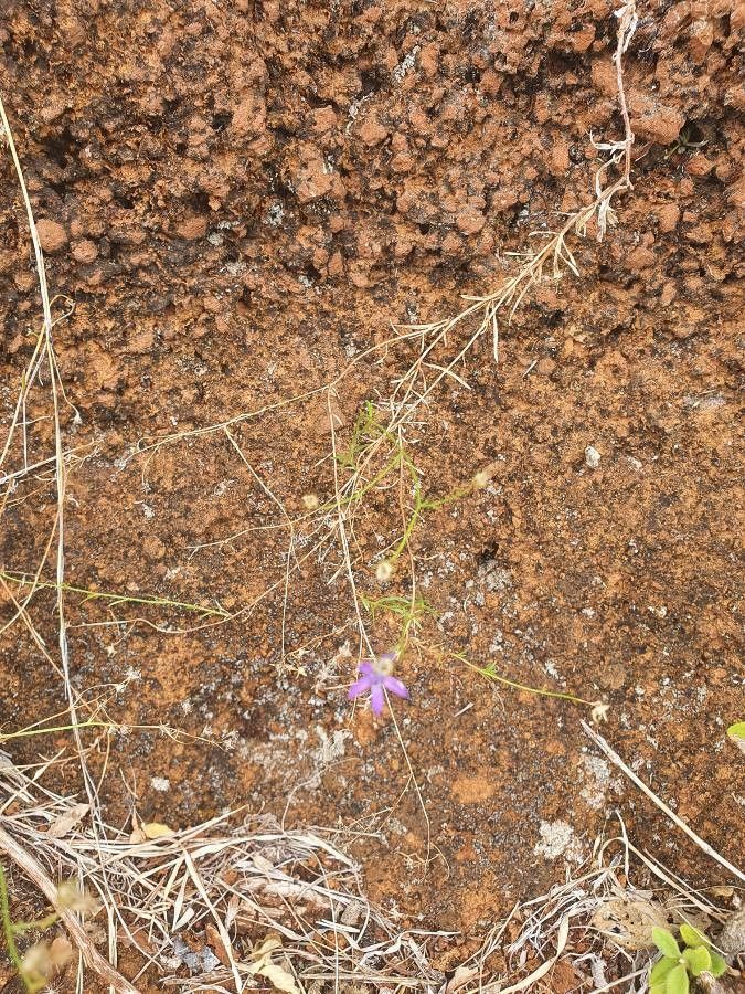 Wahlenbergia abyssinica habit