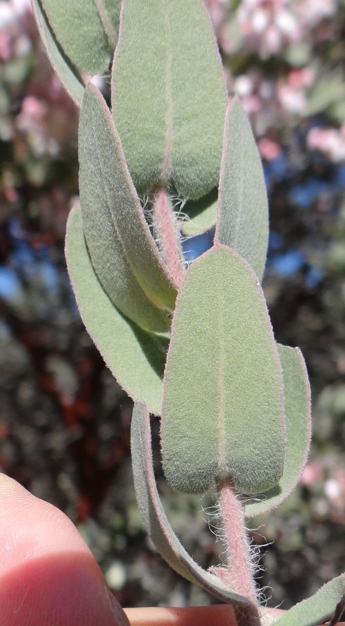 Arctostaphylos auriculata — related species from the same genus