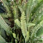 Nephrolepis cordifolia