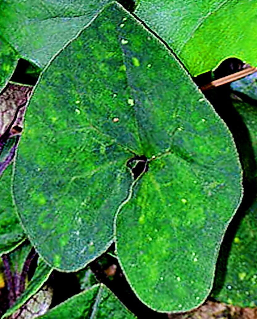 Asarum shuttleworthii — search result for 'Asarum'