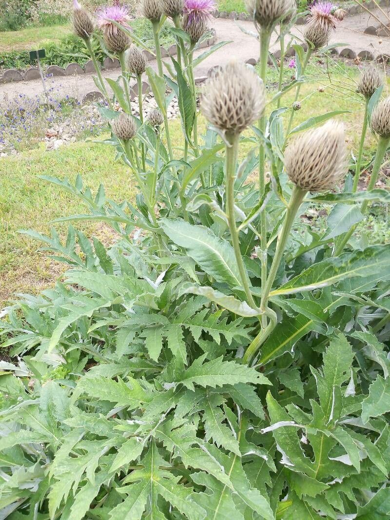 Rhaponticum centauroides leaf