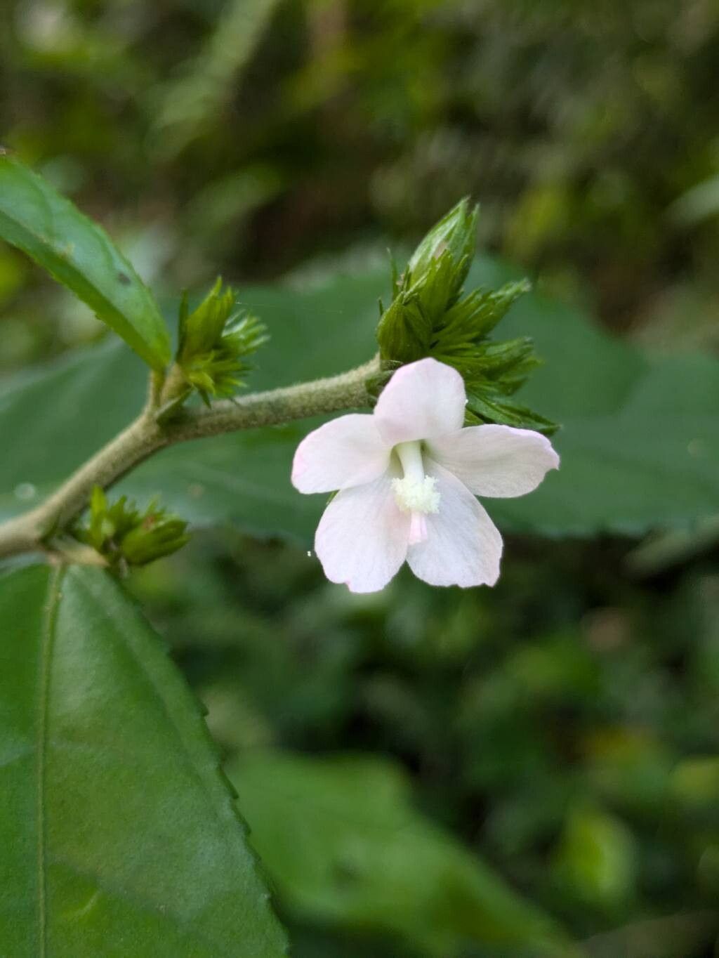 Pavonia fruticosa flower